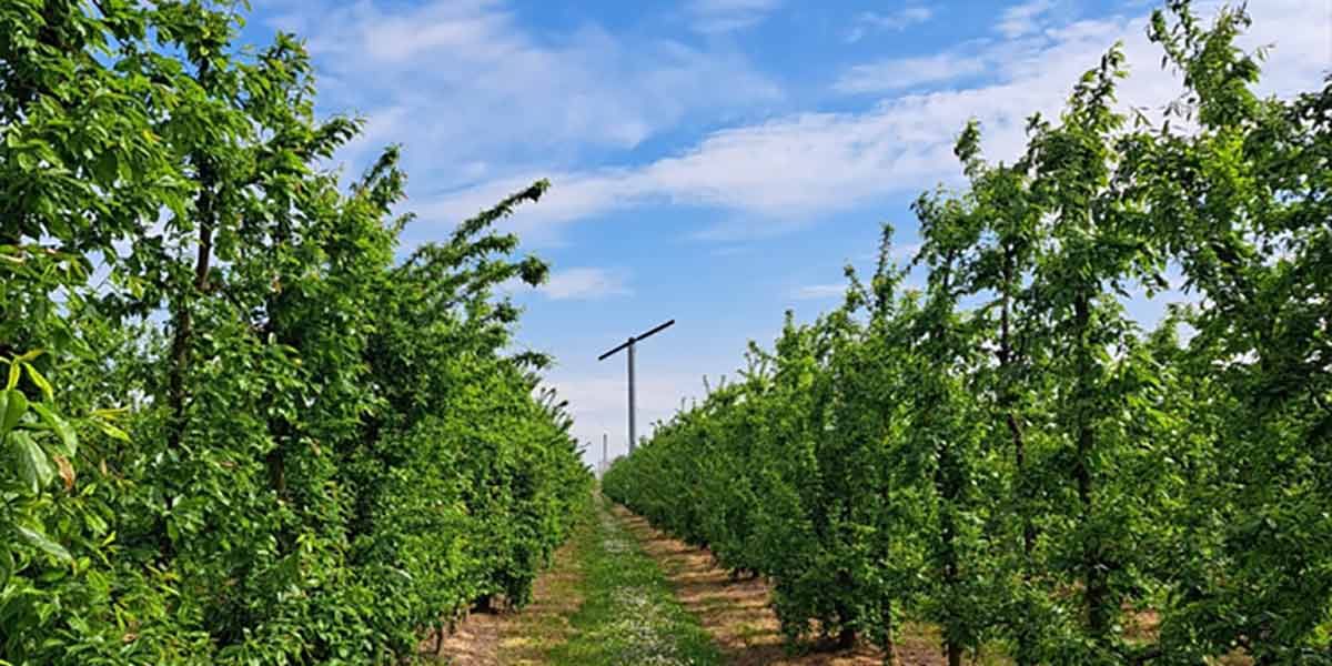 Il produttore Tabanelli: «Ho salvato le pesche nella notte più dura per le gelate»